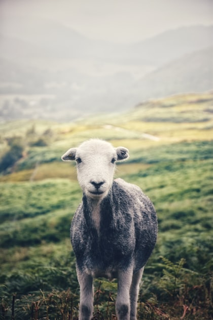The Importance of Regenerative Agriculture