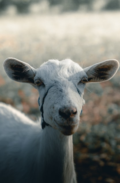 Top Genetics in Livestock Breeding