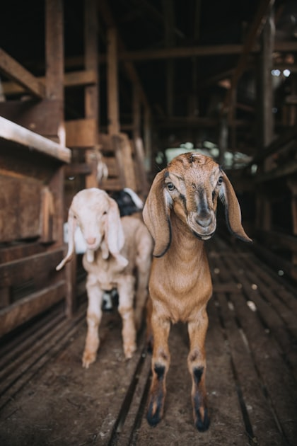 Livestock Farming Tips for Beginners